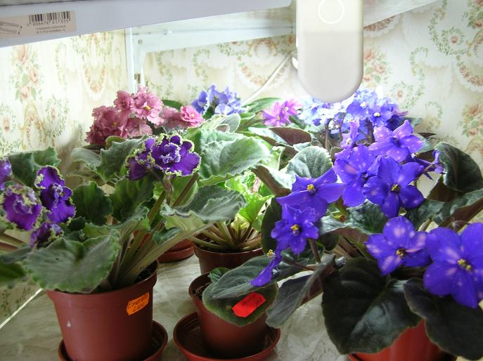 DSCN7992_sm.JPG