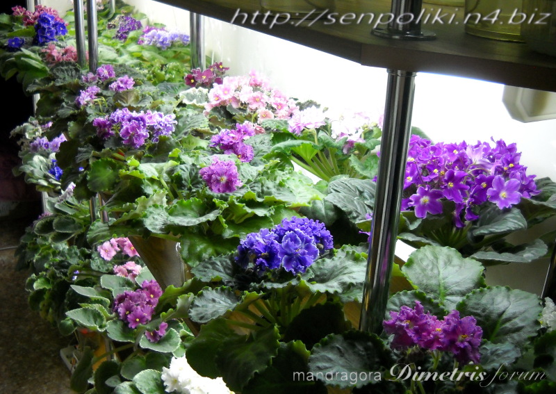 DSCN8186.jpg