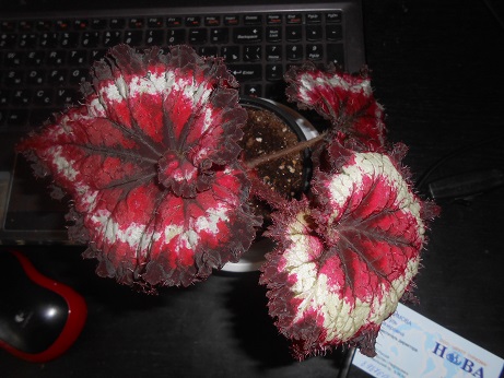 DSCN8555.JPG