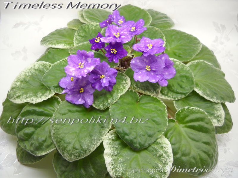 DSCN8571.jpg