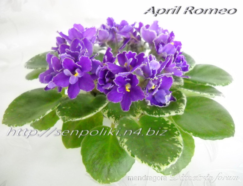 DSCN8728.jpg