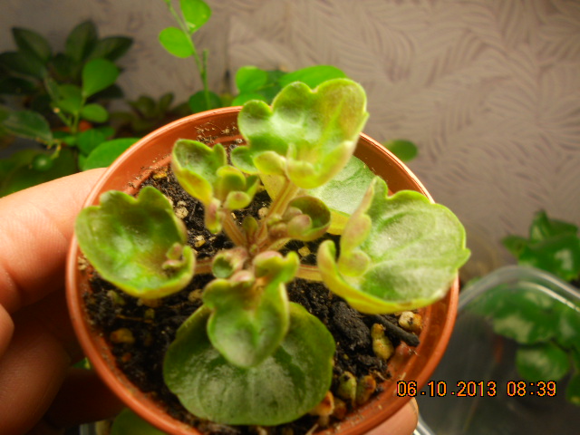 DSCN8917  Mac'S Pizza Pizzicato 1.jpg