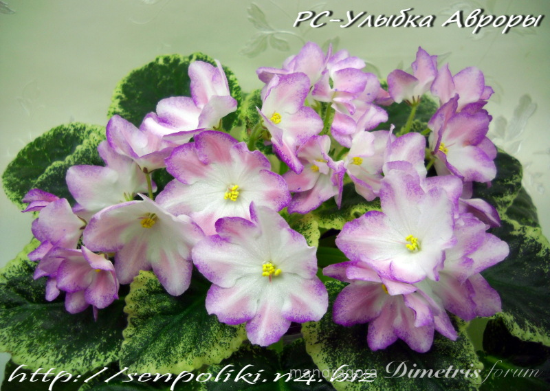 DSCN8961к.jpg