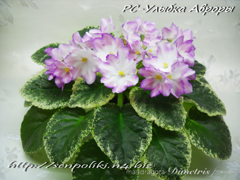 DSCN8969к1.jpg