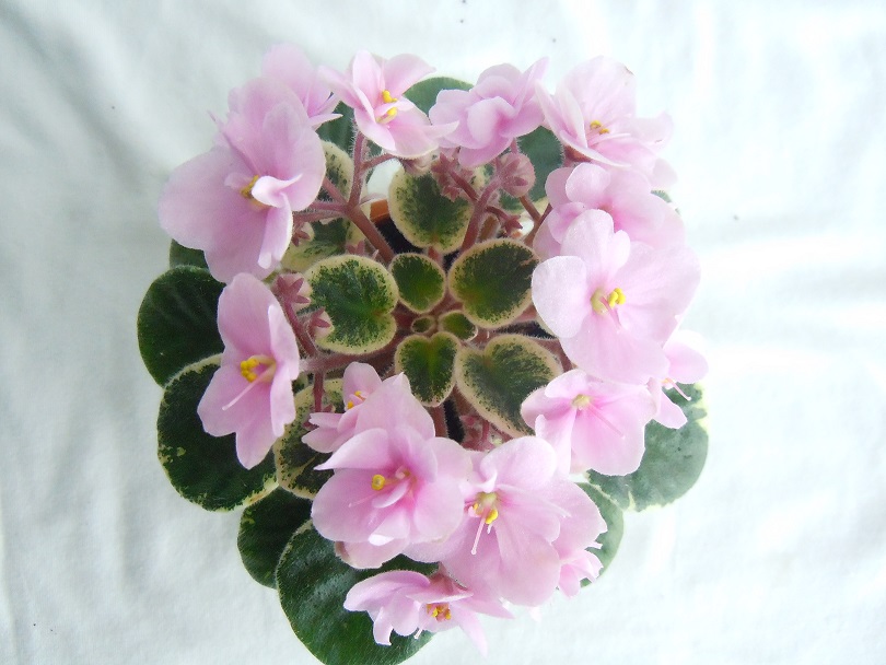 DSCN9157.JPG