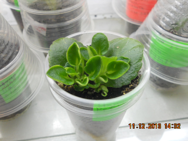 DSCN9500 Листик с деткой Petite Blanche.jpg