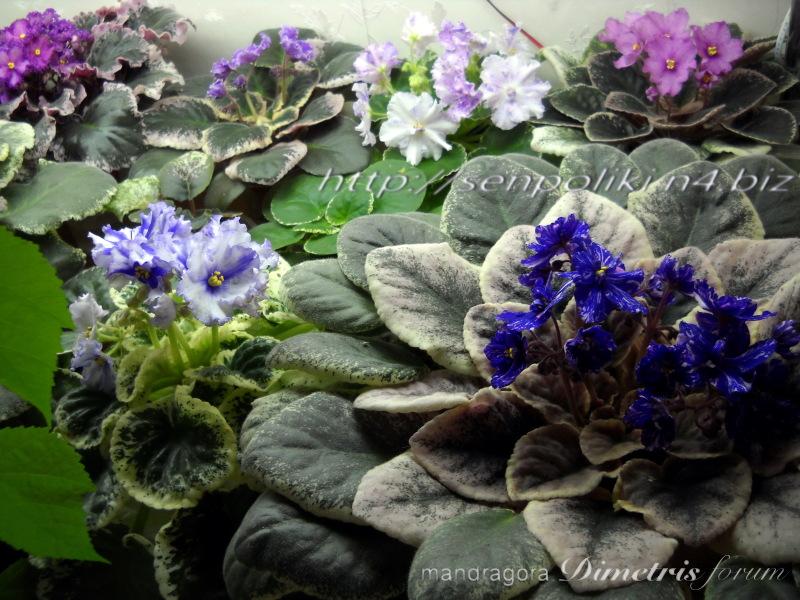 DSCN9685.jpg
