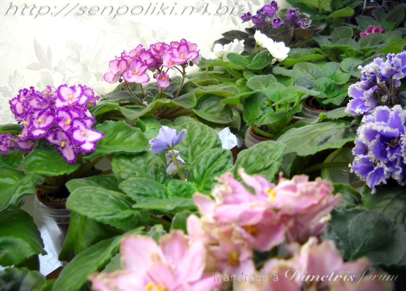 DSCN9697.jpg