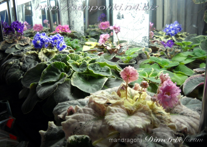 DSCN9708.jpg