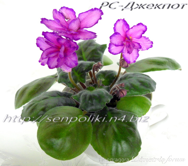 DSCN9718.jpg