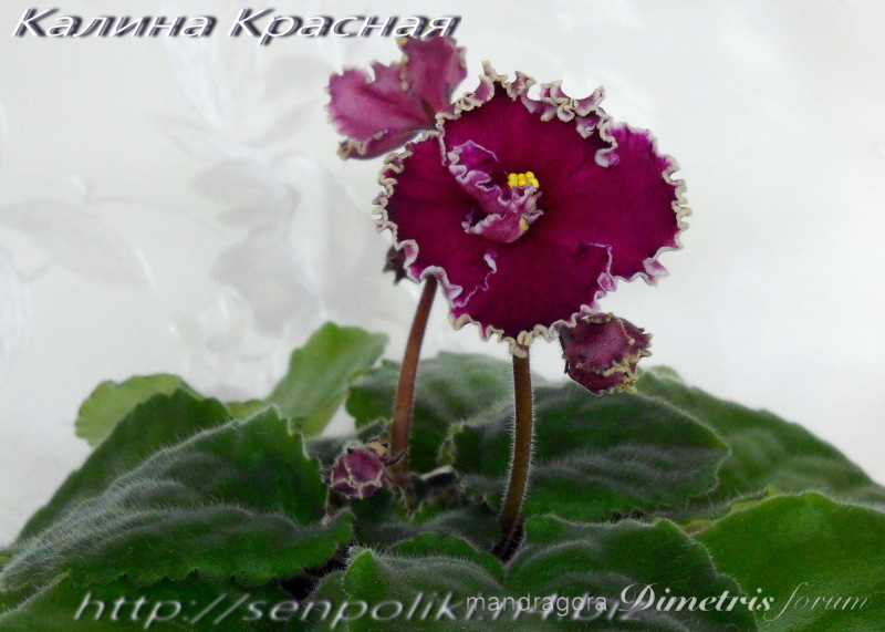 DSCN9869.jpg