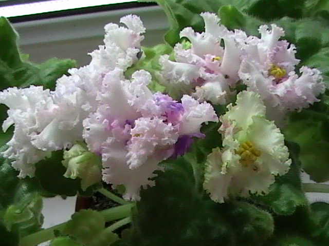 DVC03324.JPG