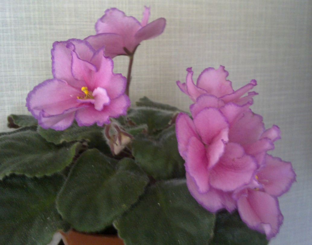 EK-Китайские фонарики.JPG