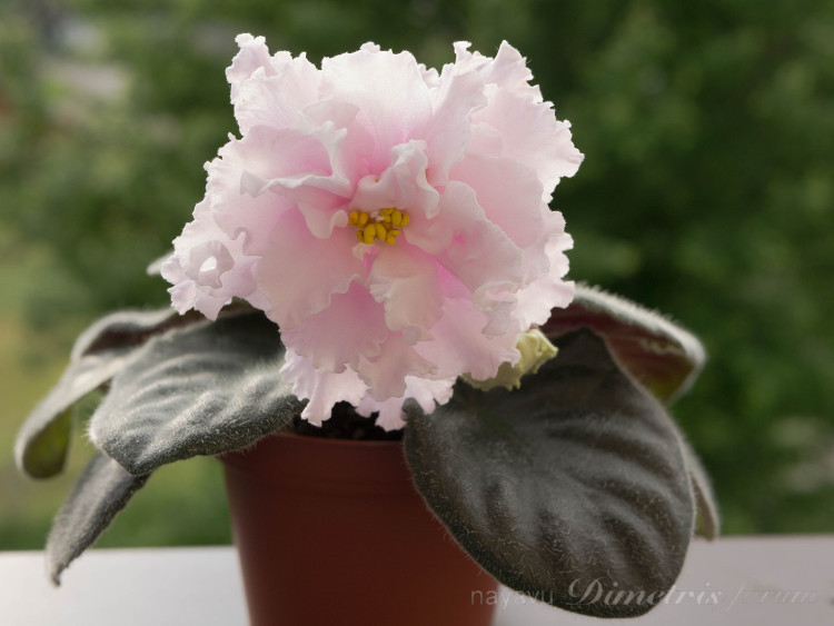 EK-Bel Korol_sport.jpg