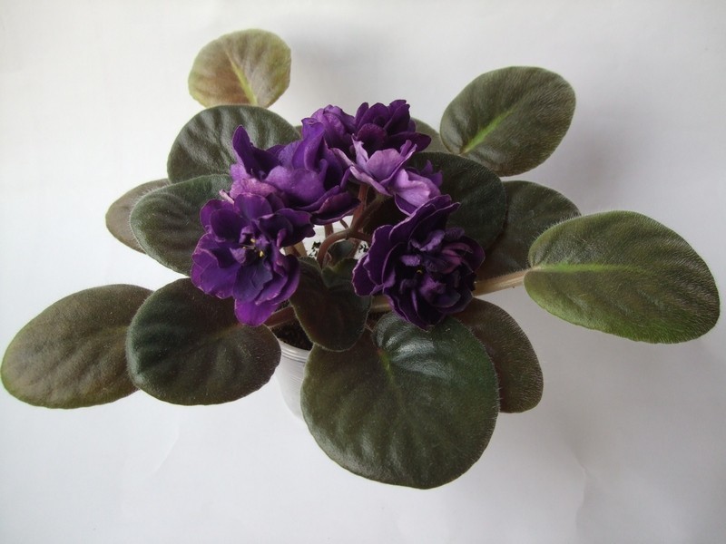 EK-Chernaya Zhemchuzhina.jpg