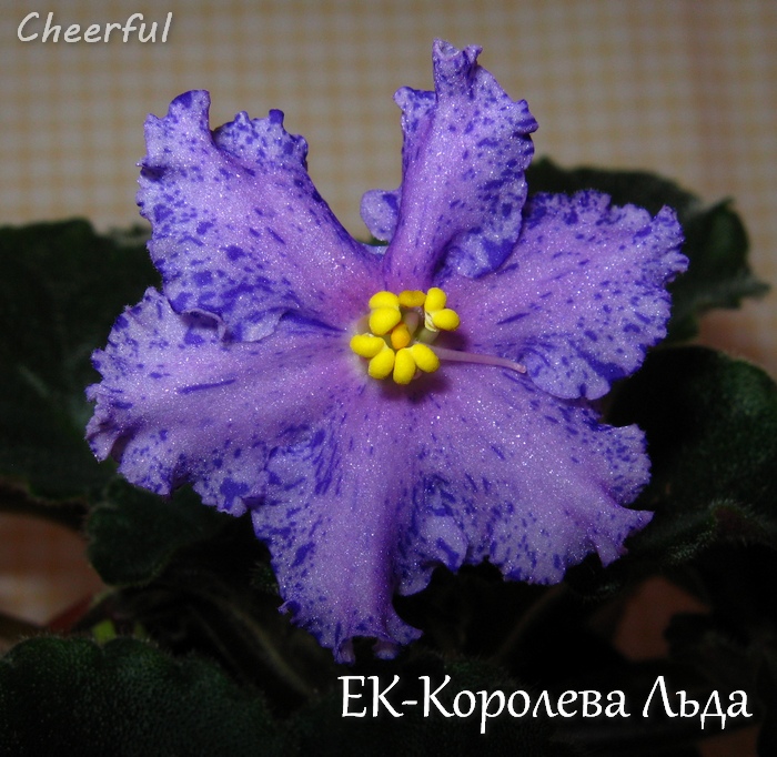 ek-koroleva lda 21.02.15 2.jpg