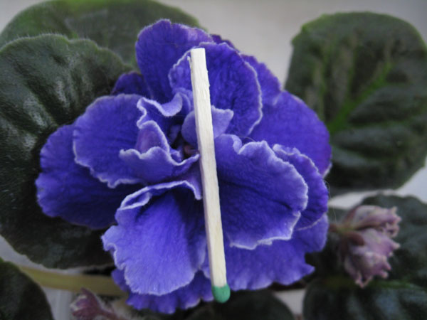 EK RozaArktiki1_2.jpg