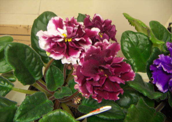 EK-Shanhayskaja Roza.jpg