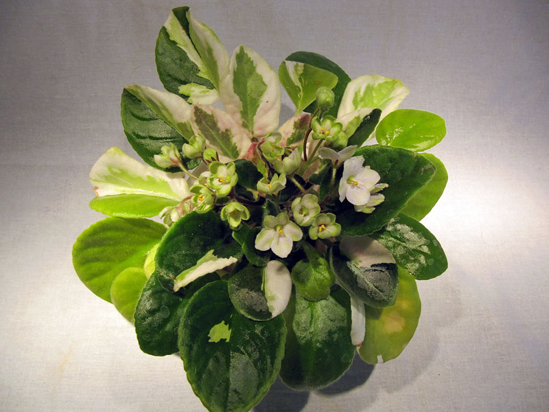 Emerald Love (спонтанная пестролистность1).jpg