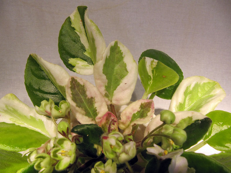 Emerald Love (спонтанная пестролистность2).jpg