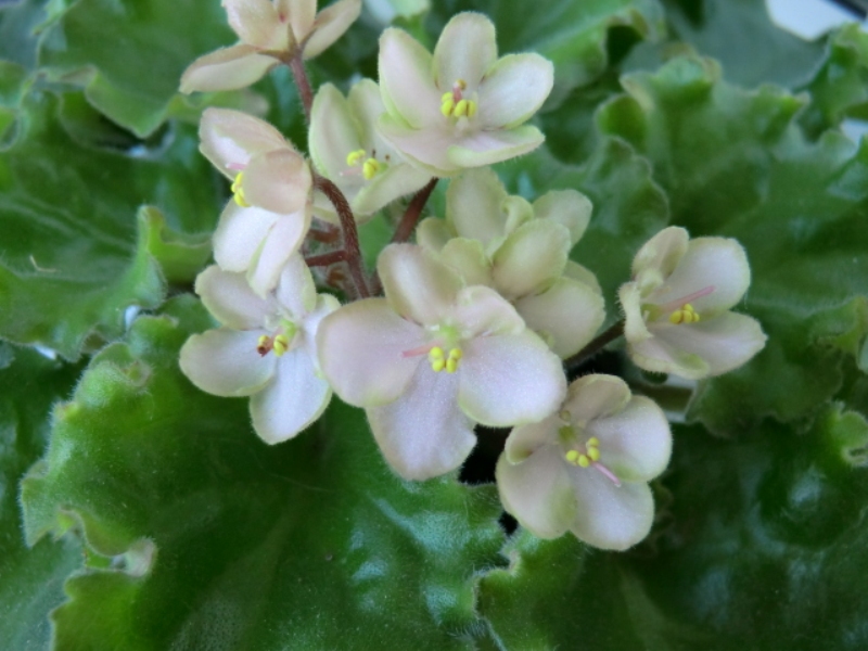 Emerald Pink (полумини).JPG