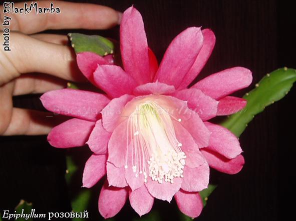 Epiphyllum розовый.jpg