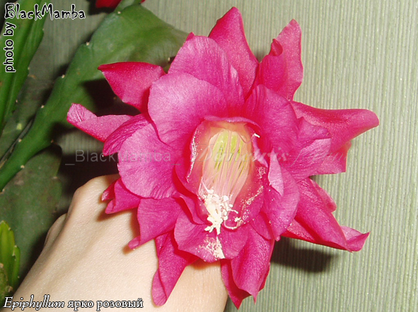 Epiphyllum  _1.jpg