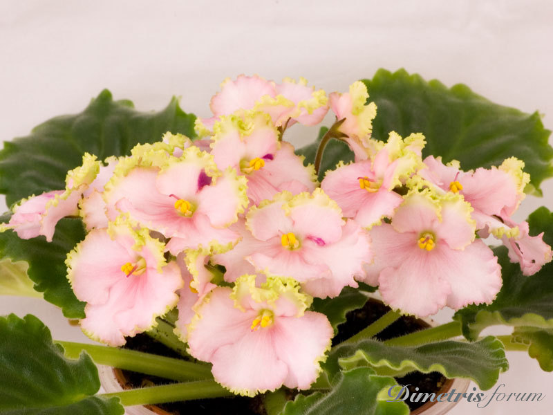 Evergarmony-(Everfloris).jpg