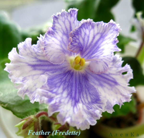 Feather (Fredette)2.jpg