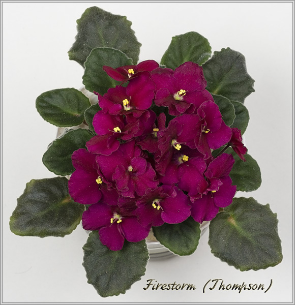 Firestorm (Thompson).jpg