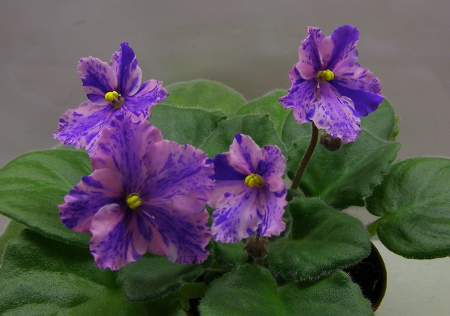 Flowerland Via Lactea.jpg