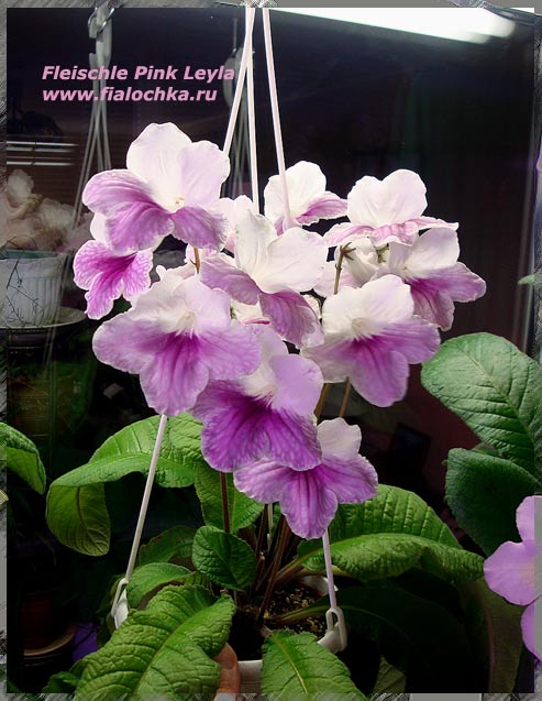 Fl.Pink-Leyla.jpg