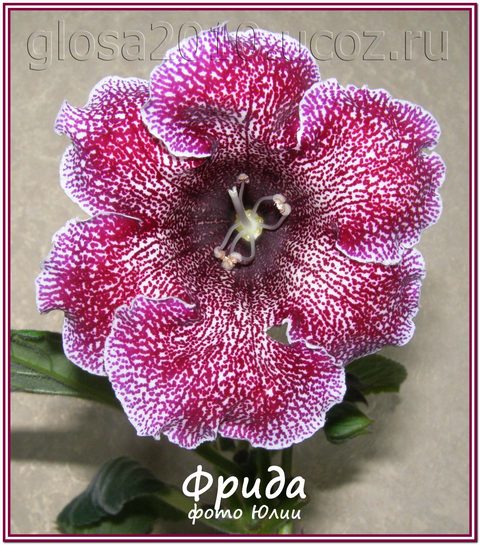 Frida22222.jpg