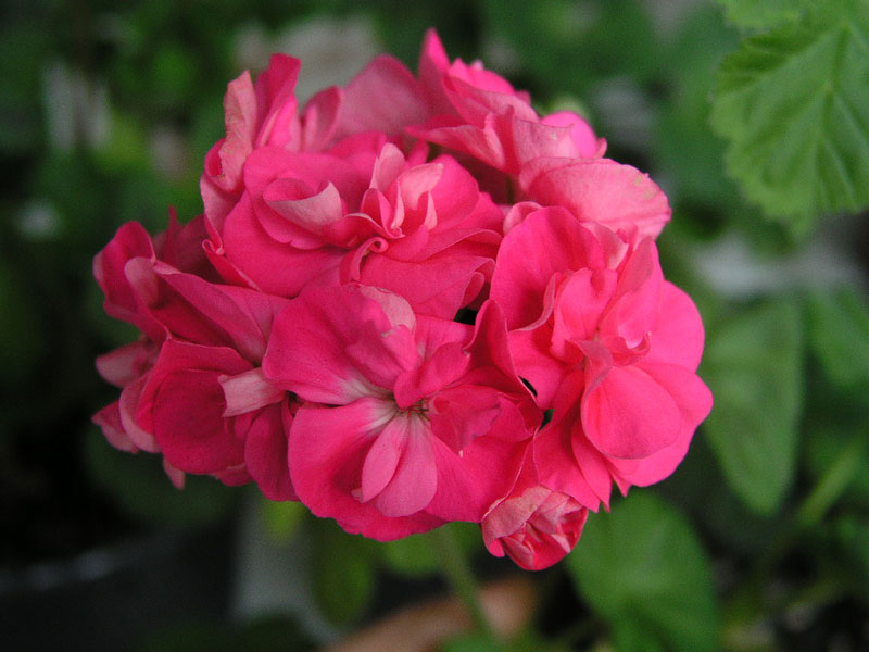 Frou-Frou.jpg