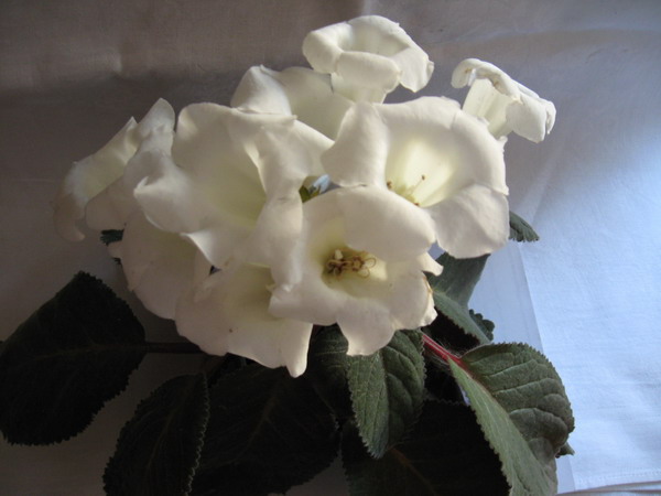 glox_white2_1.JPG