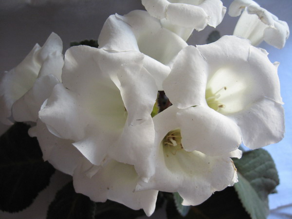glox_white2_2.JPG