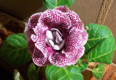 gloxinia_grozovoj pereval5.JPG