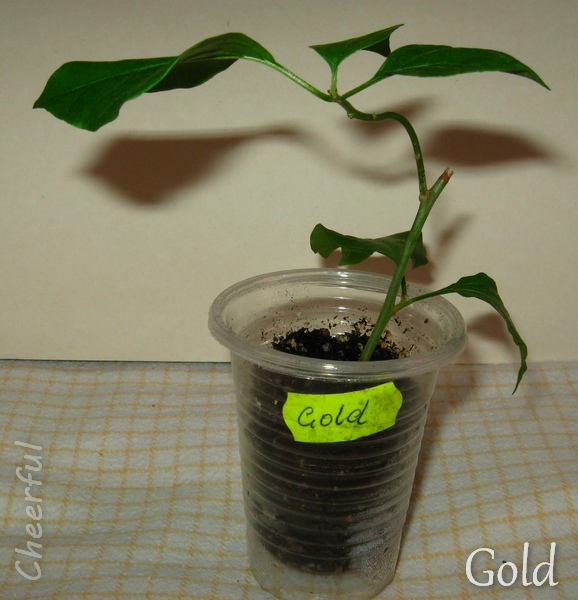 gold 05.03.15 2.jpg