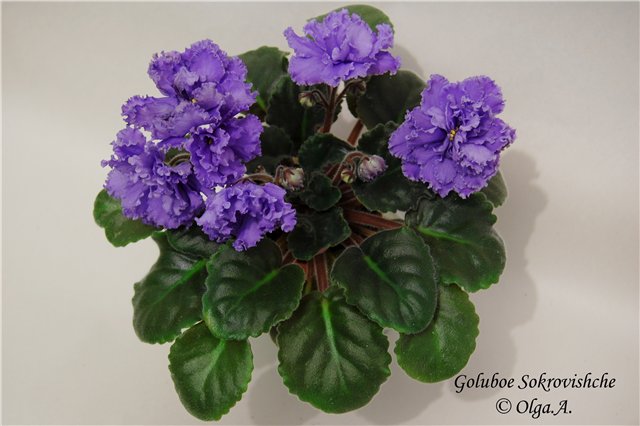 Goluboe Sokrovishche.jpg