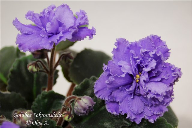 Goluboe Sokrovishche 1.jpg