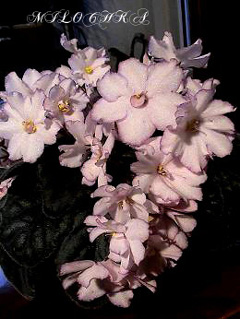 granatov Braslet copy.jpg