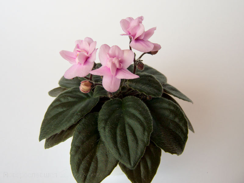 Granger’s-Mexicali-Rose.jpg