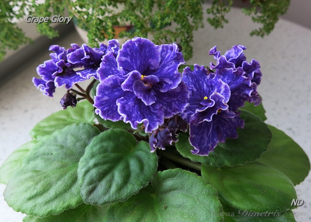 Grape Glory4.JPG