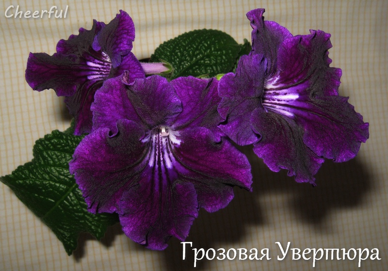 grozovaya uvertura 03.12.14.jpg