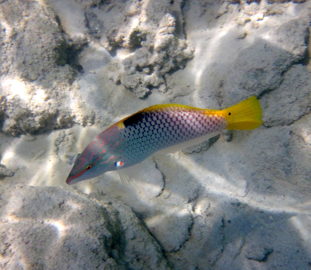 Halichoeres hortulanus Индоокеанский тамарин.jpg