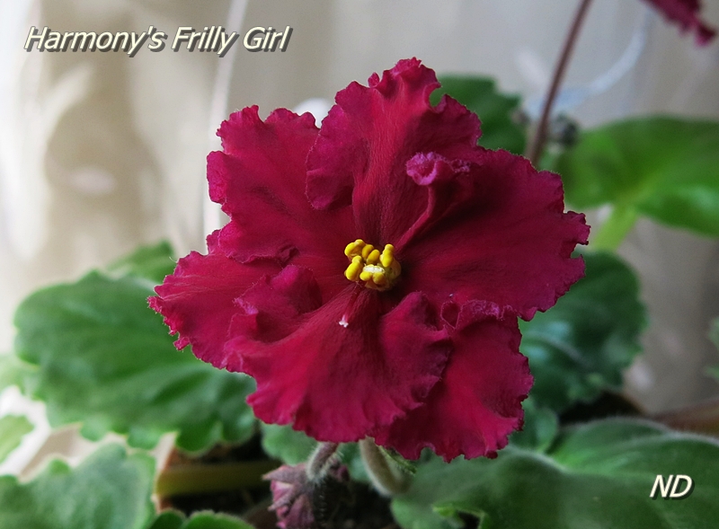 Harmony's Frilly Girl1.JPG