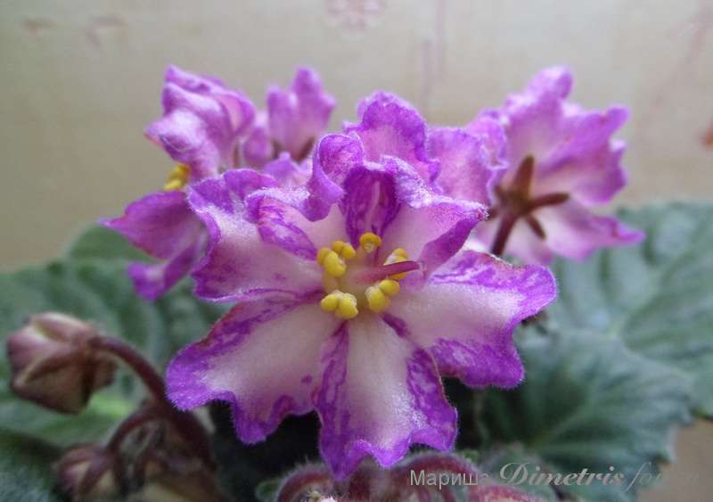 Hawaiian Pearl (спорт)1.jpg