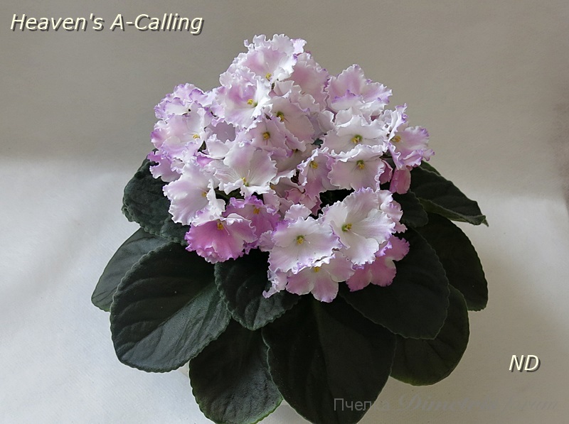 Heaven's A-Calling3.JPG