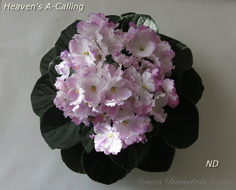 Heaven's A-Calling.JPG