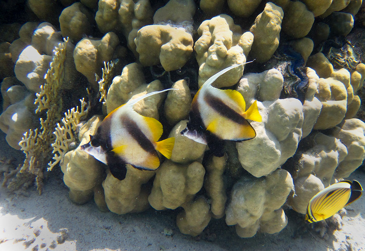 Heniochus-intermedius--Красноморская-кабуба.jpg